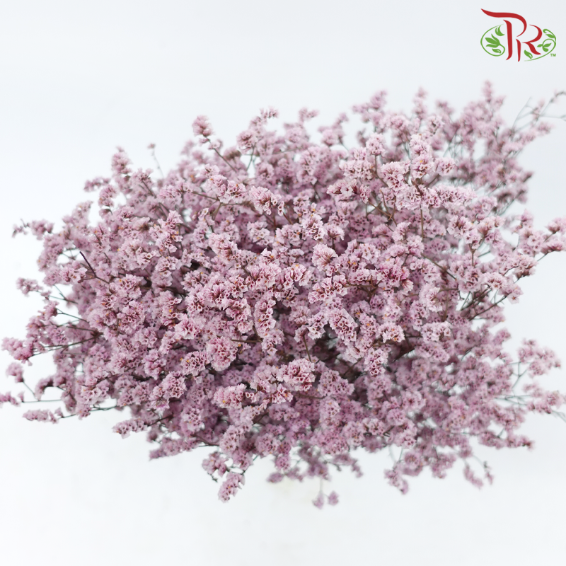 Preserved Caspia - Blush Pink (Per Bunch)-Blush Pink-China-prflorist.com.my