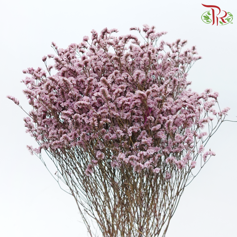 Preserved Caspia - Blush Pink (Per Bunch)-Blush Pink-China-prflorist.com.my