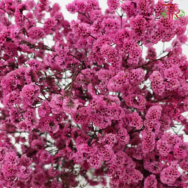 Preserved Caspia - Cherry Pink (Per Bunch)-Cherry Pink-China-prflorist.com.my