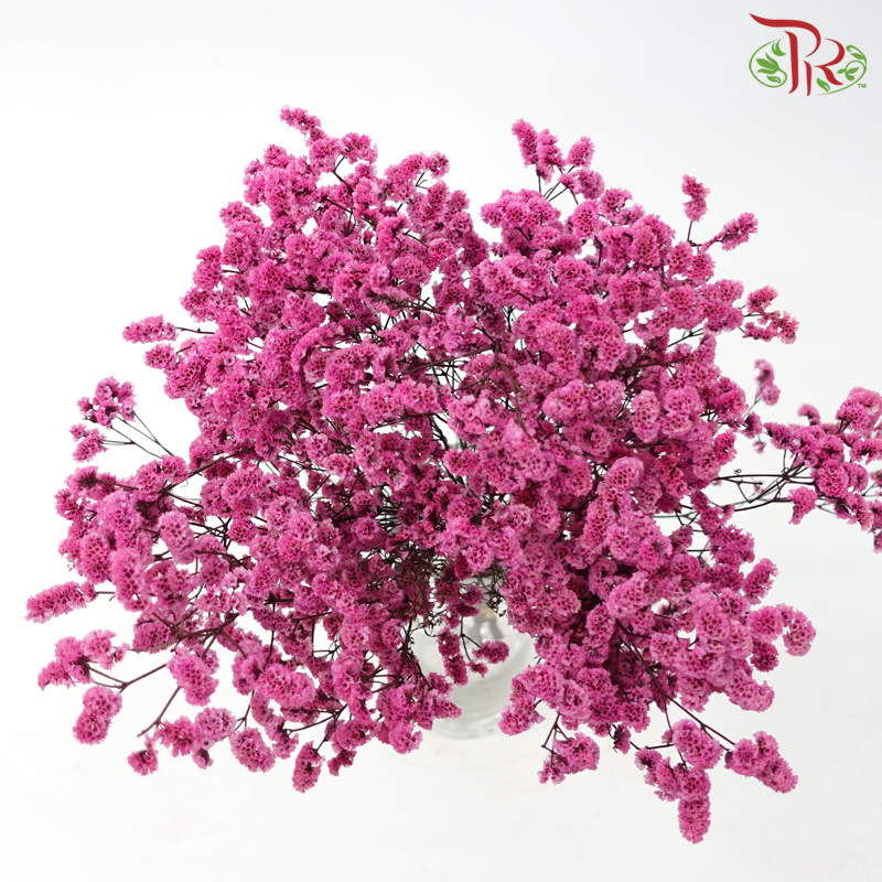 Preserved Caspia - Cherry Pink (Per Bunch)-Cherry Pink-China-prflorist.com.my