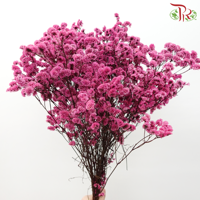 Preserved Caspia - Cherry Pink (Per Bunch)-Cherry Pink-China-prflorist.com.my