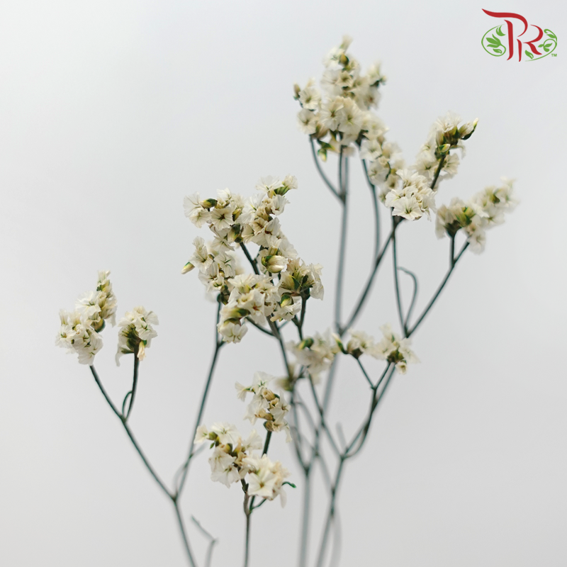 Preserved Caspia - Dyed Green (Bud in Light Yellow) (Per Bunch)-Dyed Green (Bud in Light Yellow)-China-prflorist.com.my