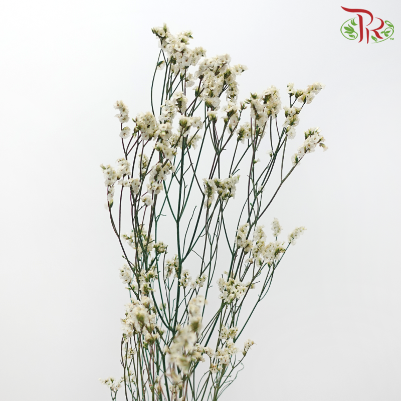 Preserved Caspia - Dyed Green (Bud in Light Yellow) (Per Bunch)-Dyed Green (Bud in Light Yellow)-China-prflorist.com.my