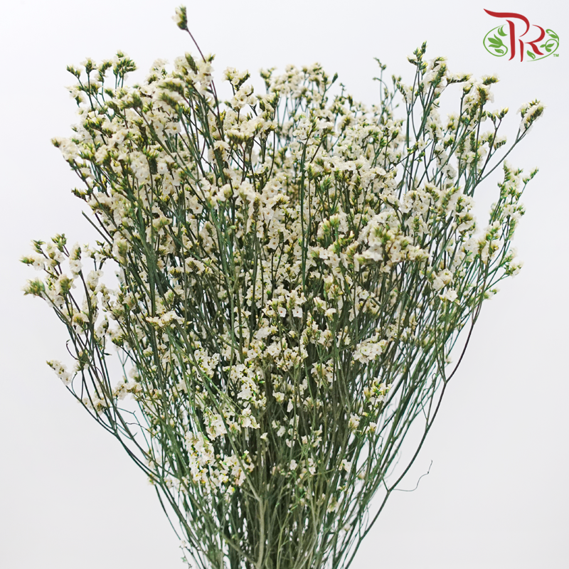 Preserved Caspia - Dyed Green (Bud in Light Yellow) (Per Bunch)-Dyed Green (Bud in Light Yellow)-China-prflorist.com.my