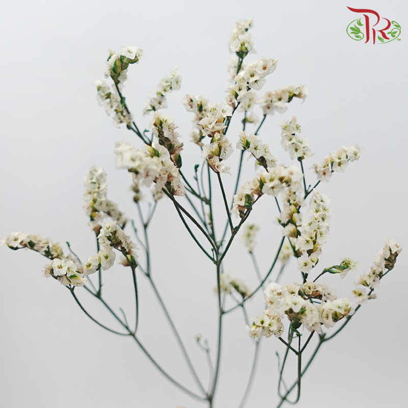 Preserved Caspia - Dyed Green (Bud in White) (Per Bunch)-Dyed Green (Bud in White)-China-prflorist.com.my