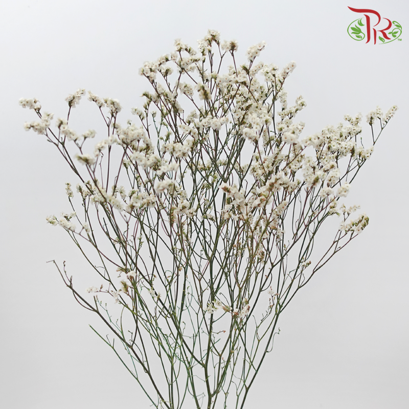 Preserved Caspia - Dyed Green (Bud in White) (Per Bunch)-Dyed Green (Bud in White)-China-prflorist.com.my