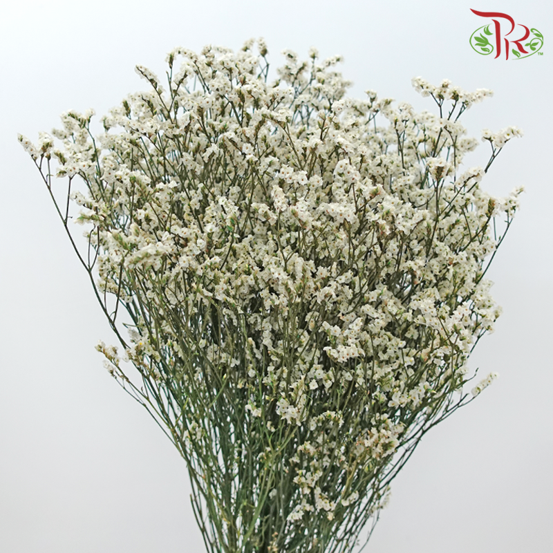 Preserved Caspia - Dyed Green (Bud in White) (Per Bunch)-Dyed Green (Bud in White)-China-prflorist.com.my