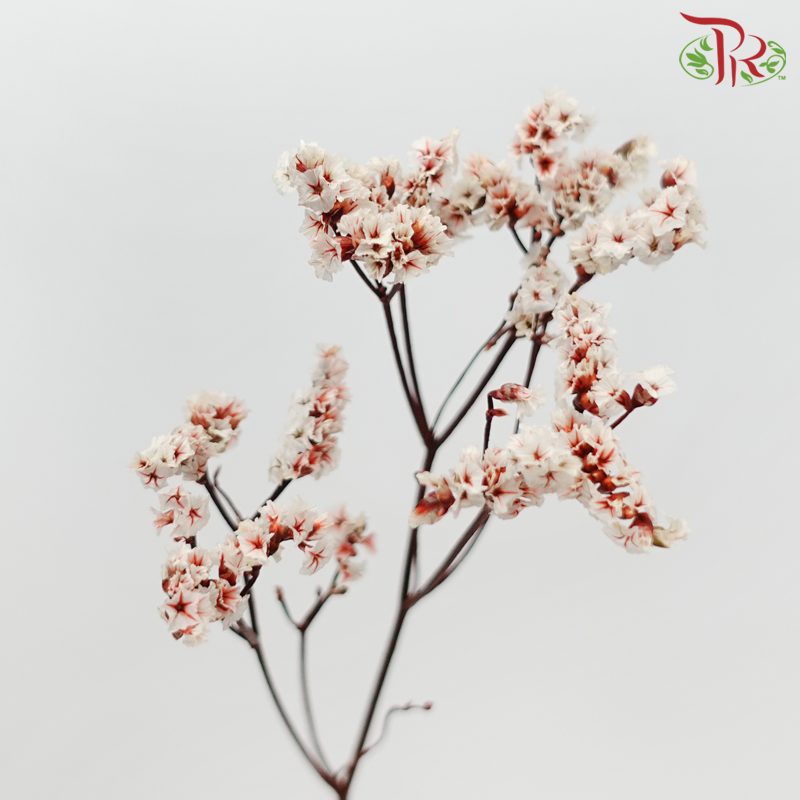 Preserved Caspia - Dyed Red (Bud in White) (Per Bunch)-Dyed Red (Bud in White)-China-prflorist.com.my