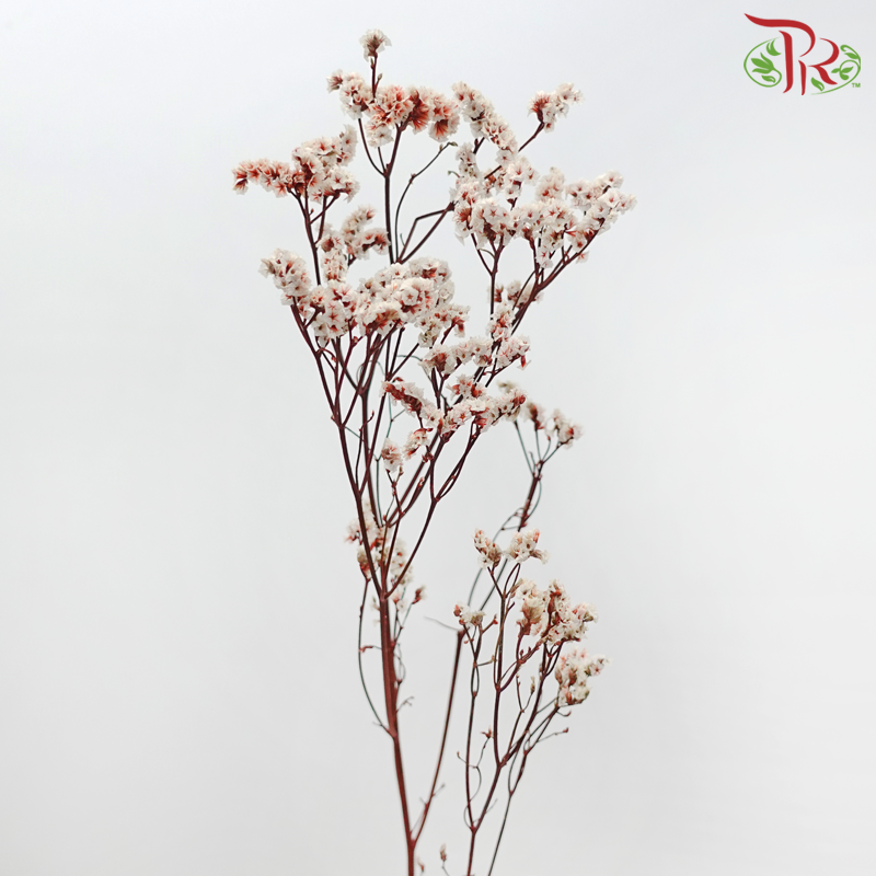 Preserved Caspia - Dyed Red (Bud in White) (Per Bunch)-Dyed Red (Bud in White)-China-prflorist.com.my