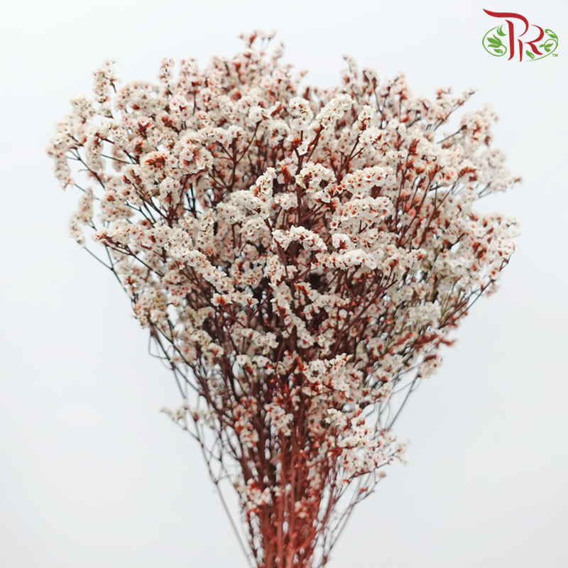 Preserved Caspia - Dyed Red (Bud in White) (Per Bunch)-Dyed Red (Bud in White)-China-prflorist.com.my