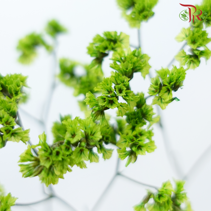 Preserved Caspia - Green (Per Bunch)-Green-China-prflorist.com.my