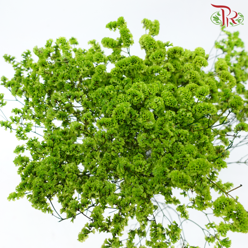 Preserved Caspia - Green (Per Bunch)-Green-China-prflorist.com.my