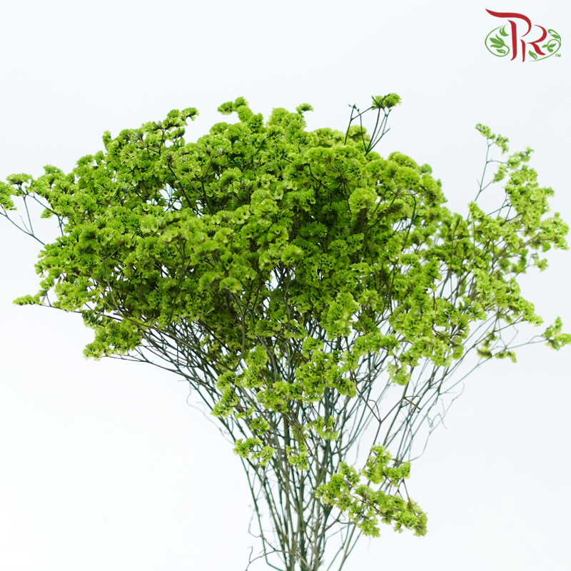 Preserved Caspia - Green (Per Bunch)-Green-China-prflorist.com.my