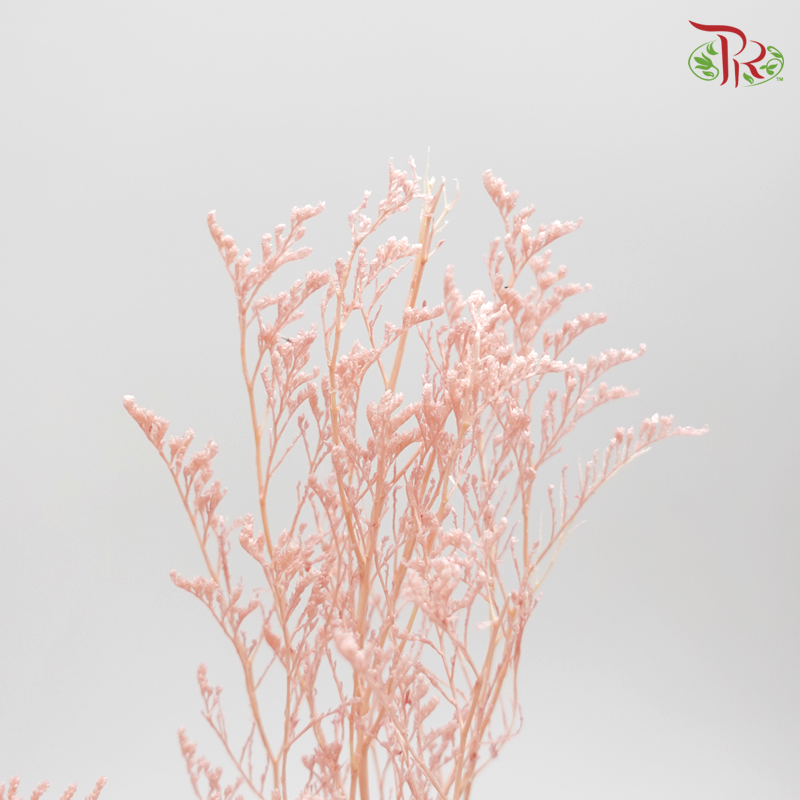 Preserved Caspia - Pink (0371-0-101)-Pink-Japan-prflorist.com.my