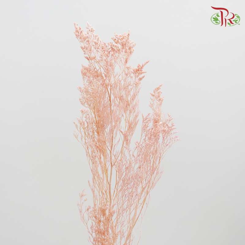 Preserved Caspia - Pink (0371-0-101)-Pink-Japan-prflorist.com.my
