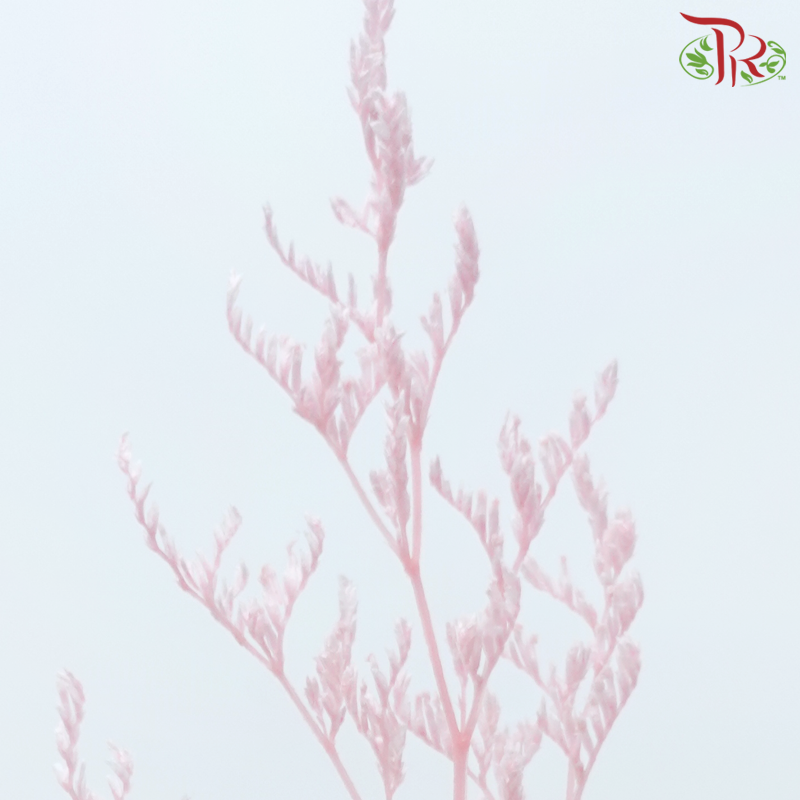 Preserved Caspia - Pink (Per Bunch)-Pink-China-prflorist.com.my