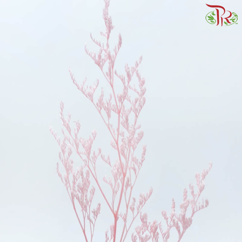 Preserved Caspia - Pink (Per Bunch)-Pink-China-prflorist.com.my