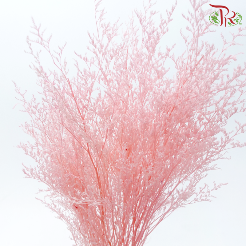 Preserved Caspia - Pink (Per Bunch)-Pink-China-prflorist.com.my