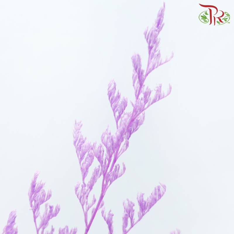 Preserved Caspia - Pink Purple (Per Bunch)-Pink Purple-China-prflorist.com.my