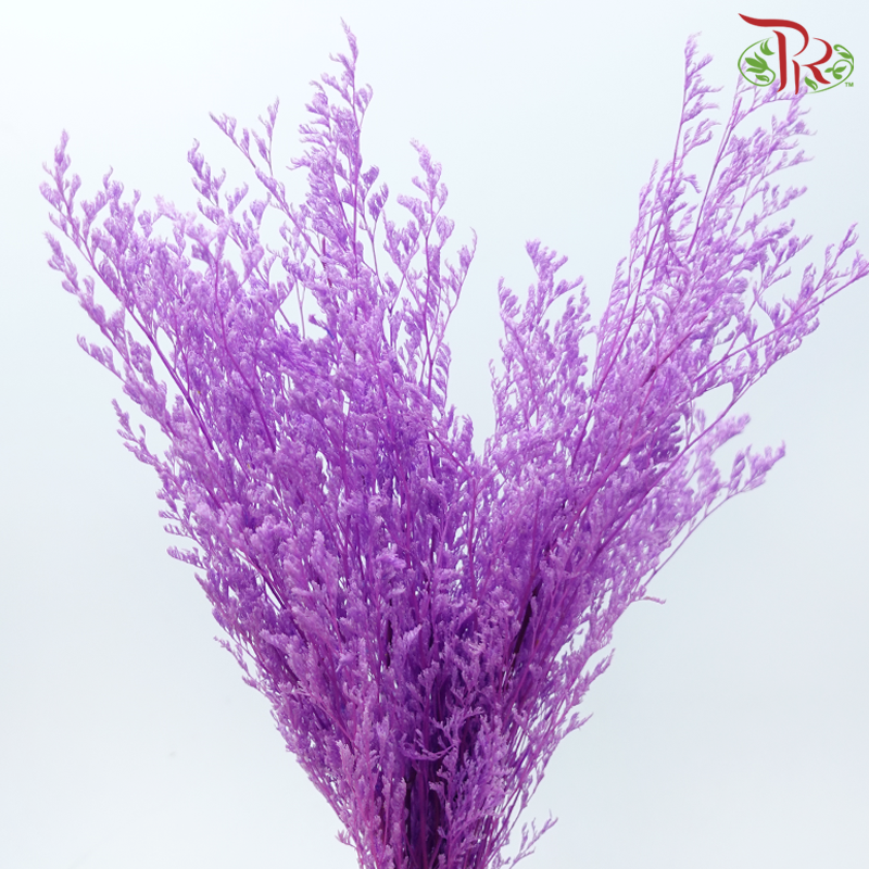 Preserved Caspia - Pink Purple (Per Bunch)-Pink Purple-China-prflorist.com.my