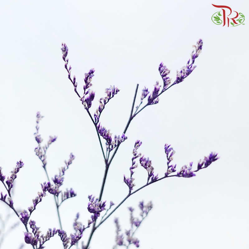 Preserved Caspia - Purple (Per Bunch)-Purple-China-prflorist.com.my