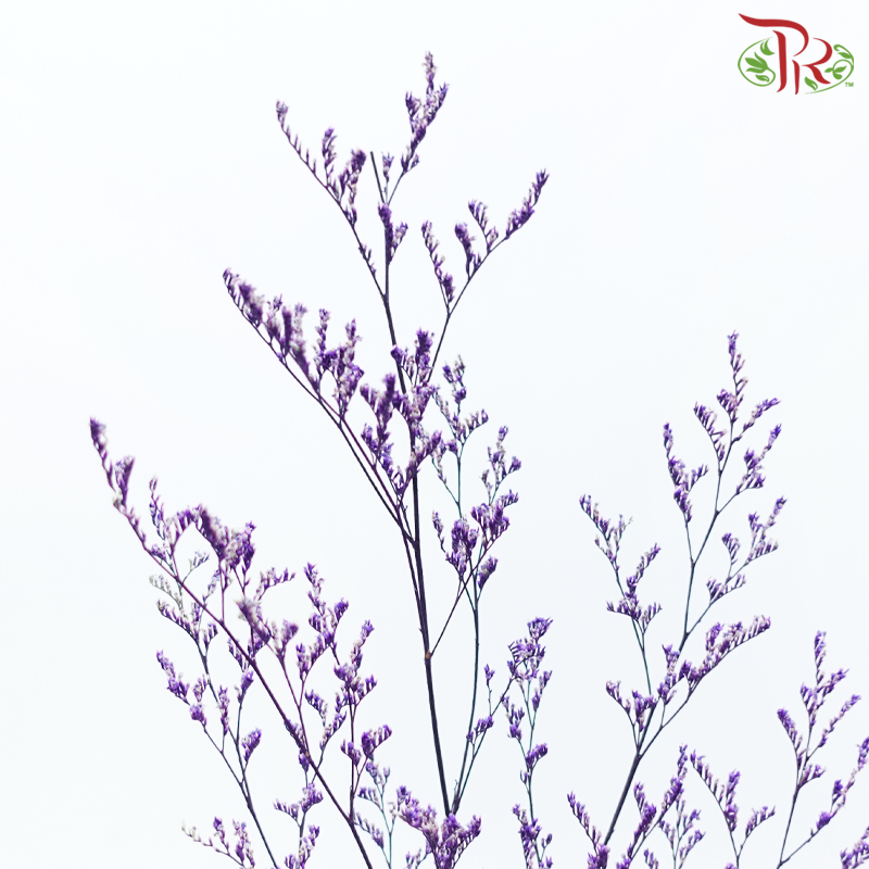 Preserved Caspia - Purple (Per Bunch)-Purple-China-prflorist.com.my
