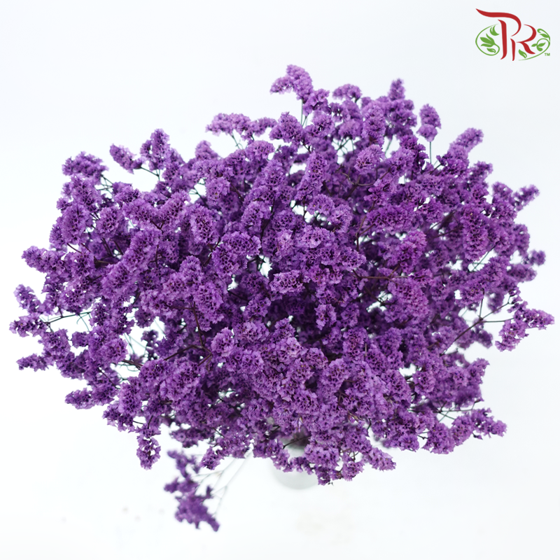 Preserved Caspia - Purple (Per Bunch)-Purple-China-prflorist.com.my