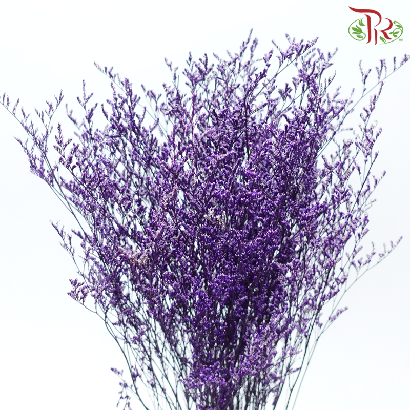 Preserved Caspia - Purple (Per Bunch)-Purple-China-prflorist.com.my