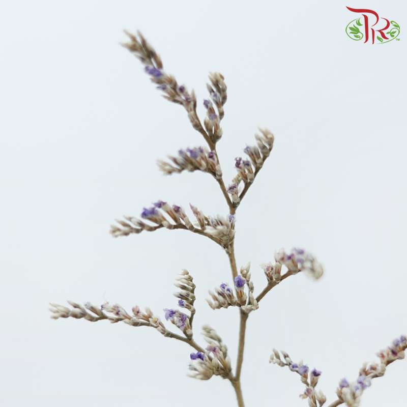 Preserved Caspia - Purple With White (Per Bunch)-Purple With White-China-prflorist.com.my