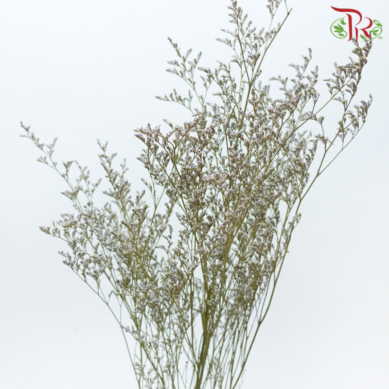 Preserved Caspia - Purple With White (Per Bunch)-Purple With White-China-prflorist.com.my