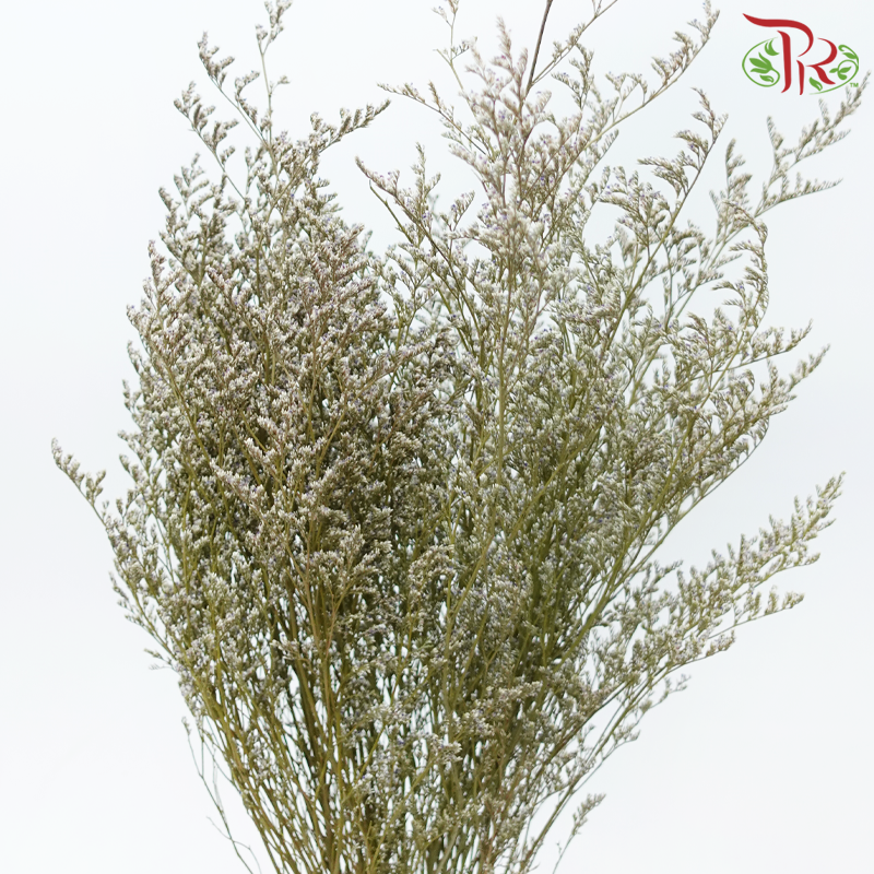 Preserved Caspia - Purple With White (Per Bunch)-Purple With White-China-prflorist.com.my