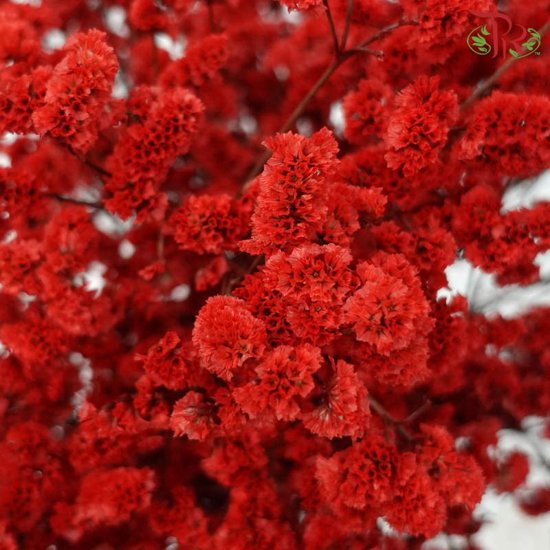 Preserved Caspia - Red (Per Bunch)-Red-China-prflorist.com.my