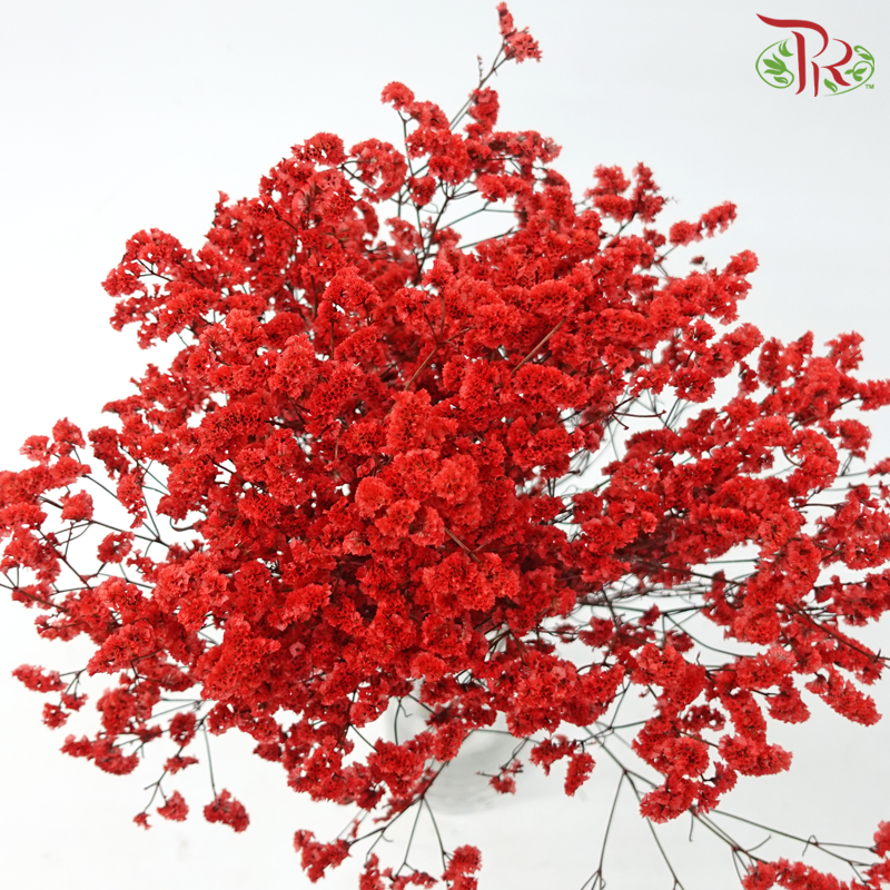 Preserved Caspia - Red (Per Bunch)-Red-China-prflorist.com.my