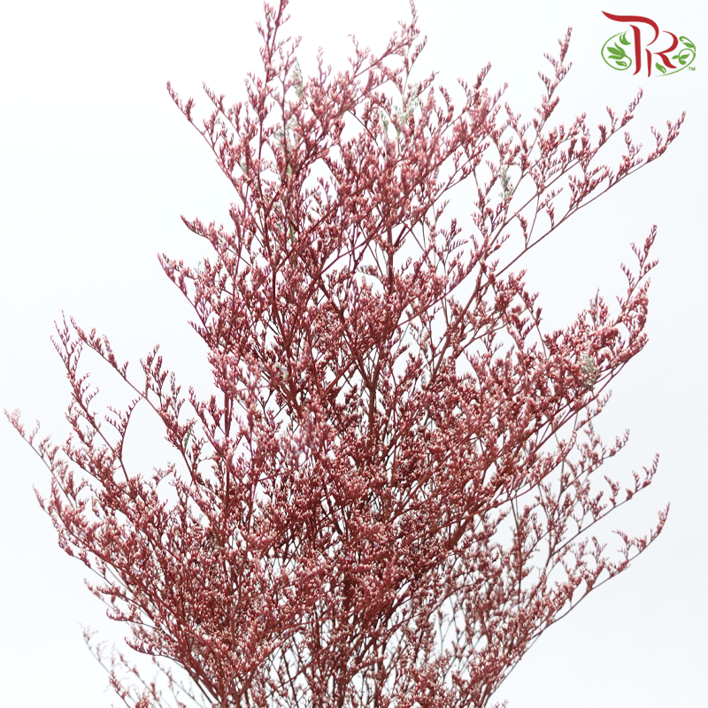Preserved Caspia - Red (Per Bunch)-Red-China-prflorist.com.my