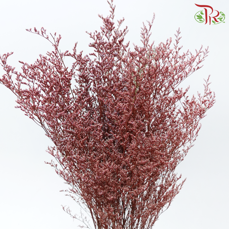 Preserved Caspia - Red (Per Bunch)-Red-China-prflorist.com.my