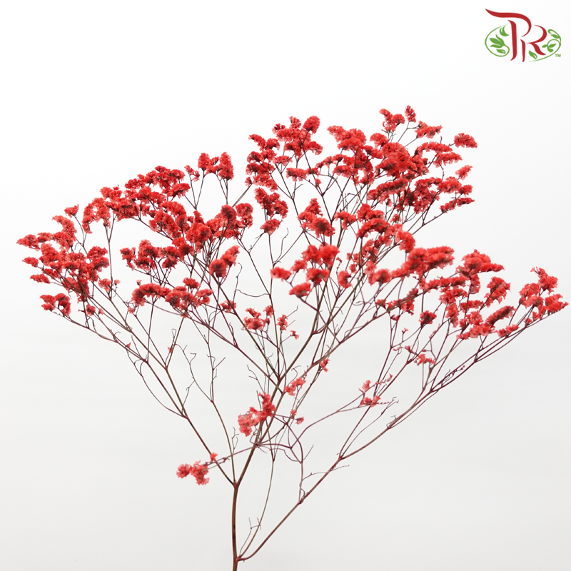 Preserved Caspia - Red (Per Bunch)-Red-China-prflorist.com.my