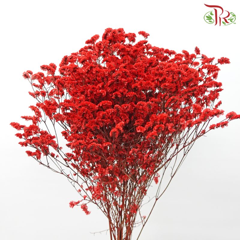 Preserved Caspia - Red (Per Bunch)-Red-China-prflorist.com.my