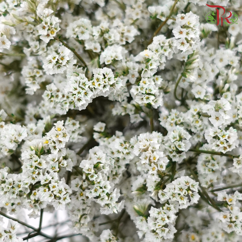 Preserved Caspia - White (Per Bunch)-White-China-prflorist.com.my