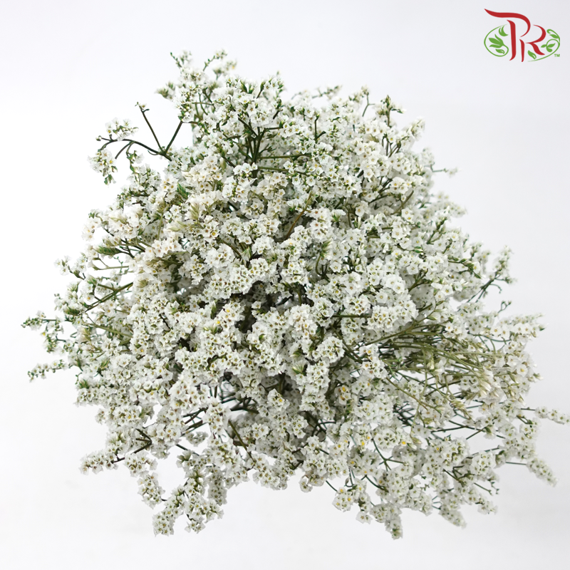 Preserved Caspia - White (Per Bunch)-White-China-prflorist.com.my