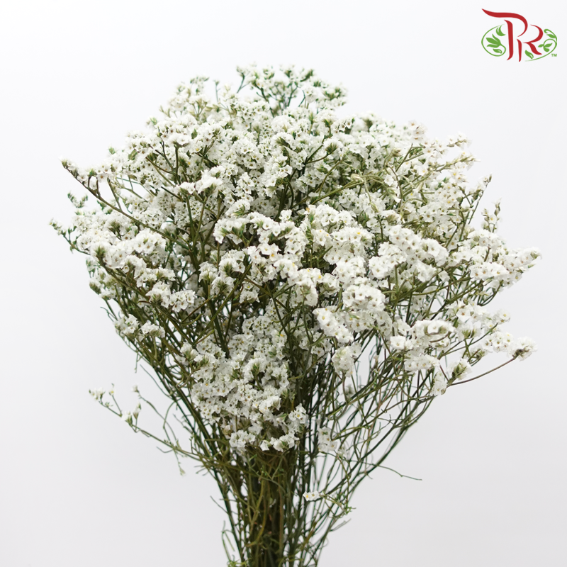 Preserved Caspia - White (Per Bunch)-White-China-prflorist.com.my