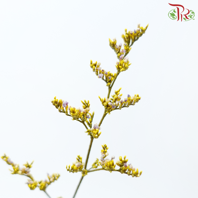 Preserved Caspia - Yellow (Per Bunch)-Yellow-China-prflorist.com.my