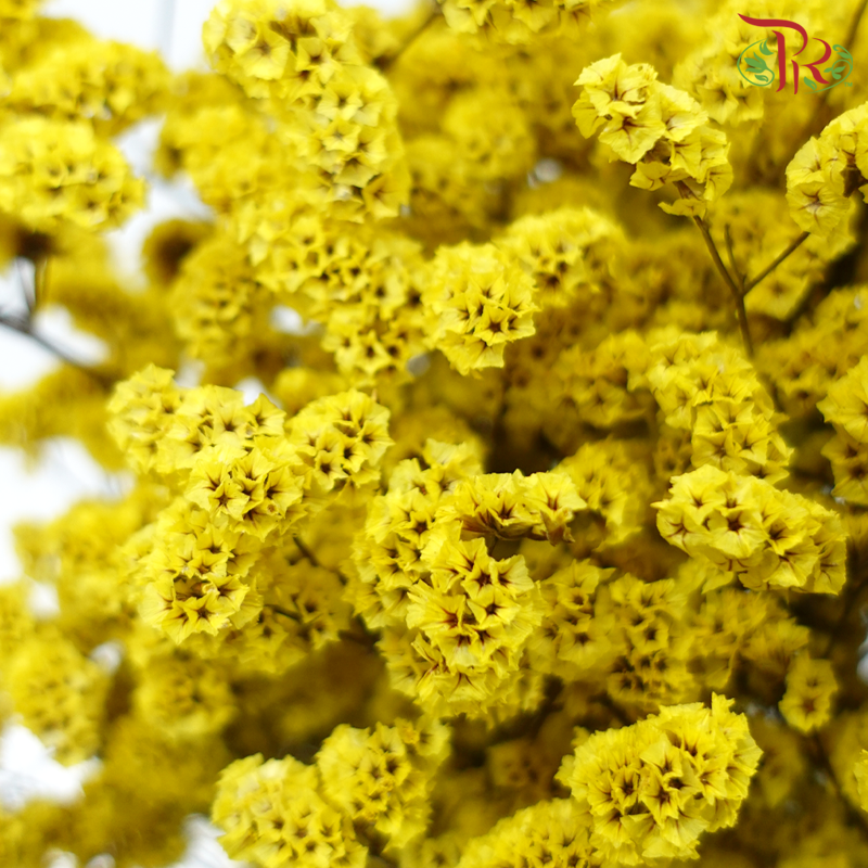 Preserved Caspia - Yellow (Per Bunch)-Yellow-China-prflorist.com.my