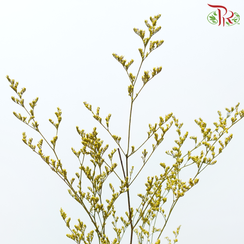 Preserved Caspia - Yellow (Per Bunch)-Yellow-China-prflorist.com.my