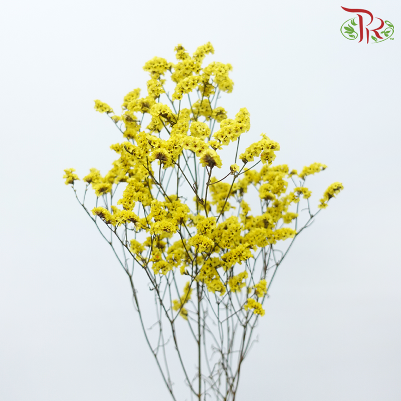 Preserved Caspia - Yellow (Per Bunch)-Yellow-China-prflorist.com.my