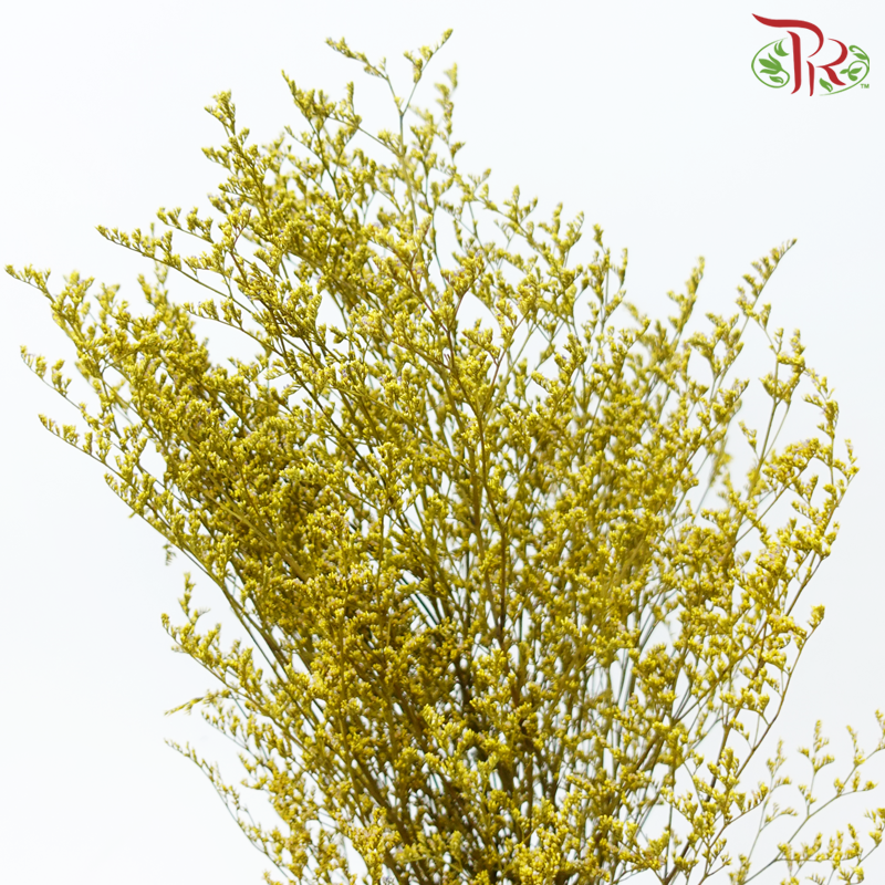 Preserved Caspia - Yellow (Per Bunch)-Yellow-China-prflorist.com.my