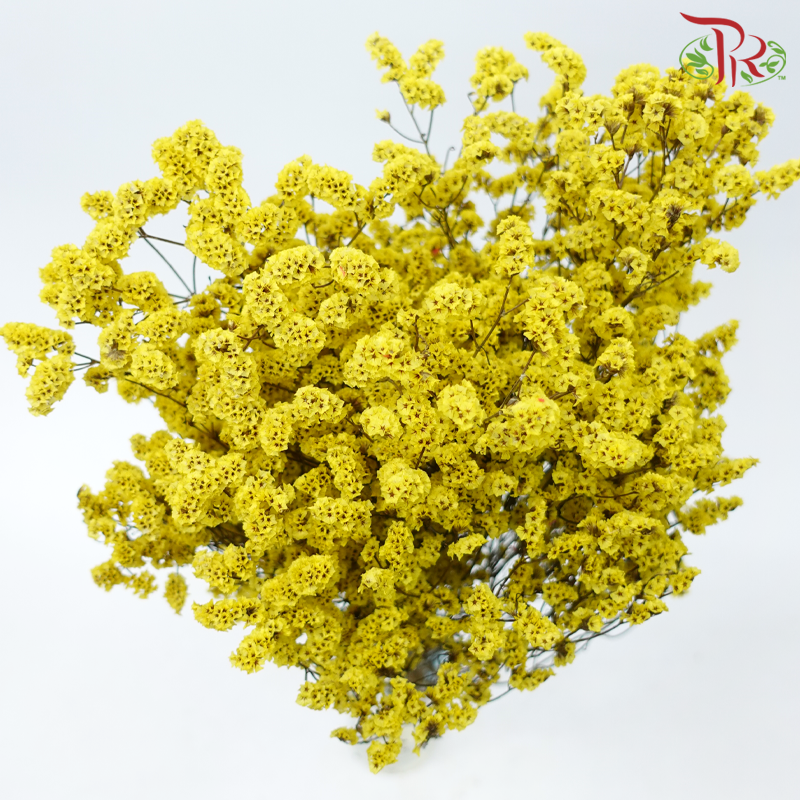 Preserved Caspia - Yellow (Per Bunch)-Yellow-China-prflorist.com.my