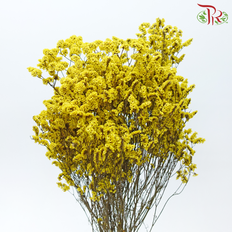 Preserved Caspia - Yellow (Per Bunch)-Yellow-China-prflorist.com.my