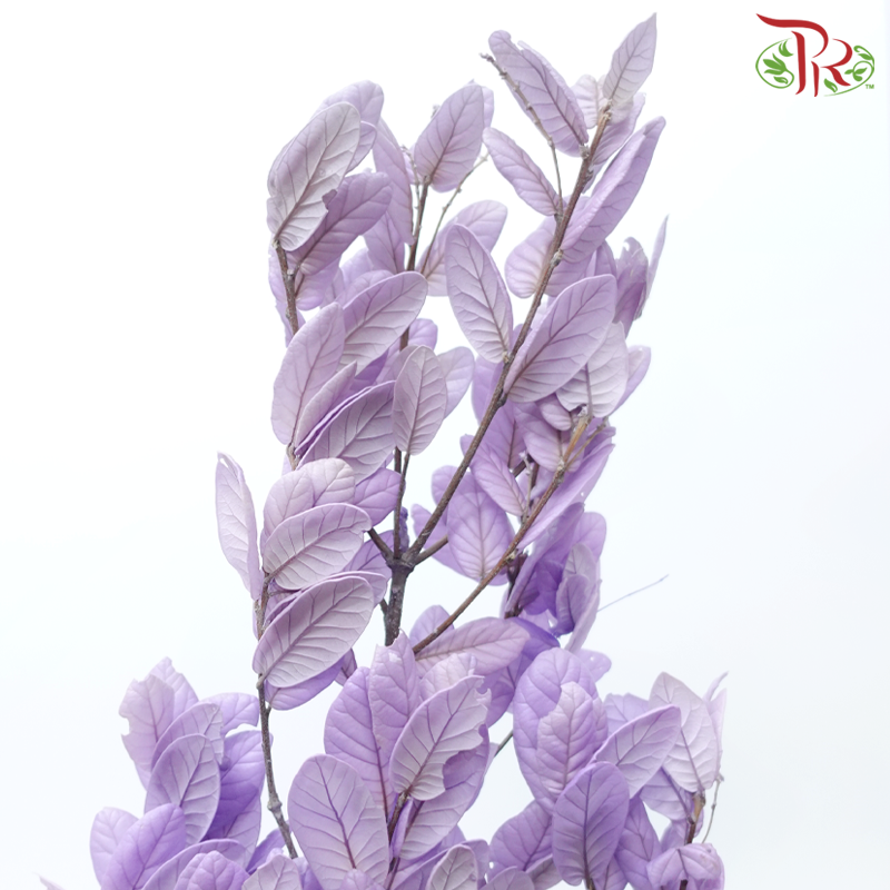 Preserved Chestnuts Leaf - Purple (Per Bunch)-Purple-China-prflorist.com.my