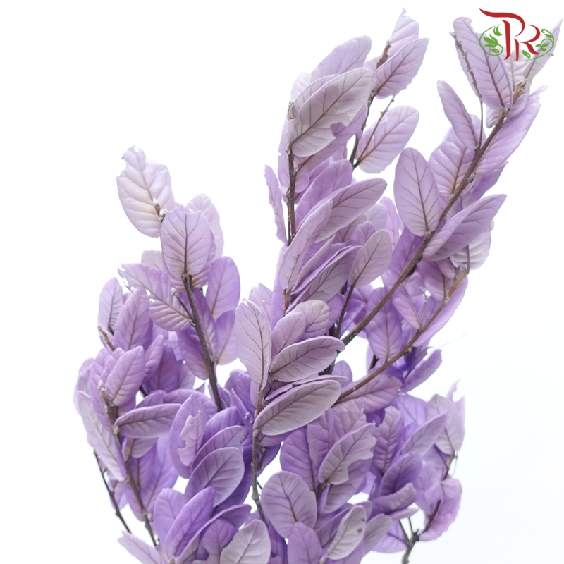 Preserved Chestnuts Leaf - Purple (Per Bunch)-Purple-China-prflorist.com.my