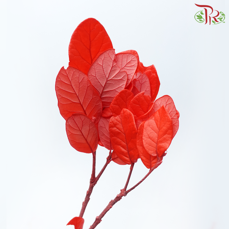 Preserved Chestnuts Leaf - Red (Per Bunch)-Red-China-prflorist.com.my